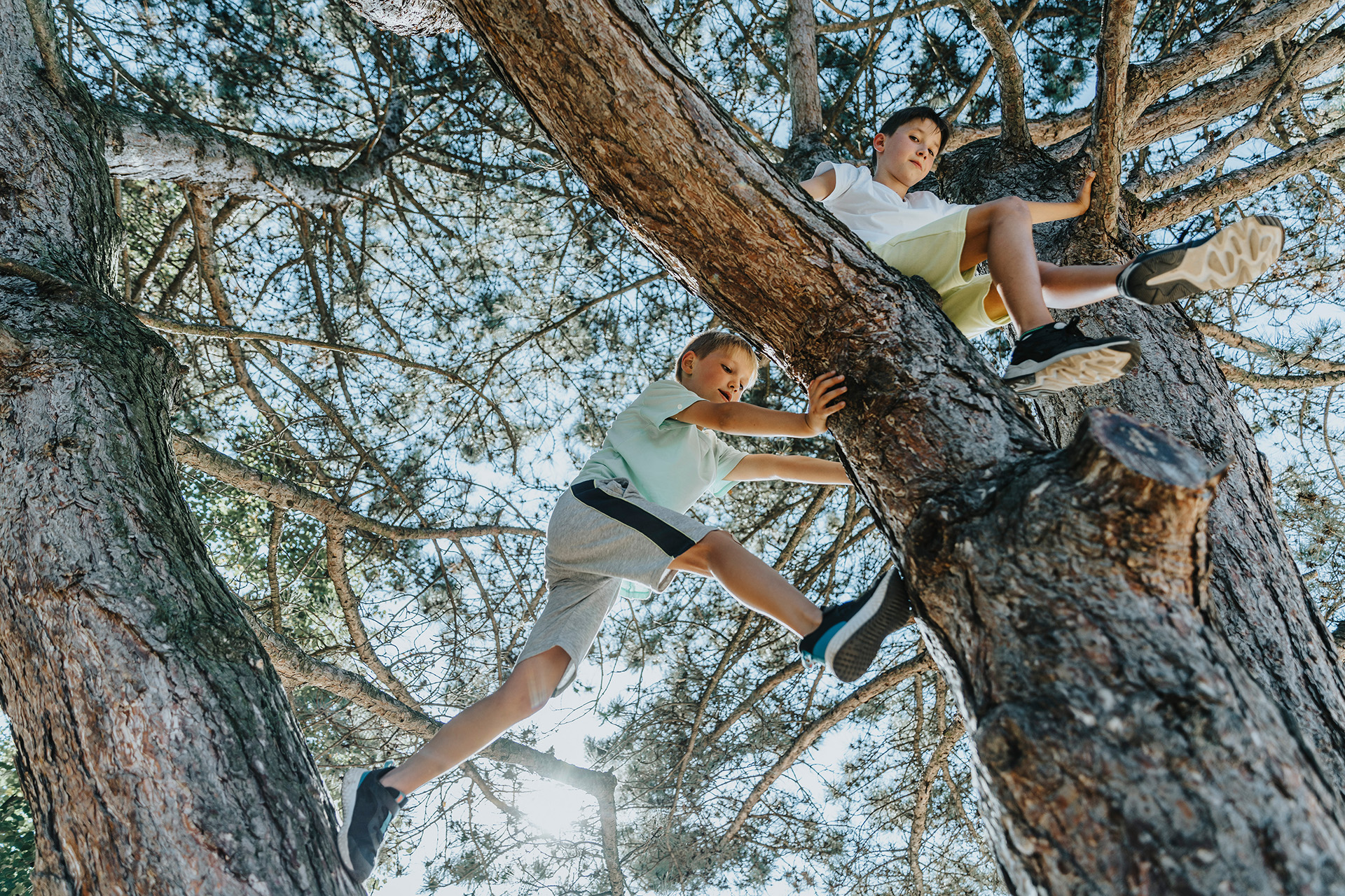Boys climbing a pine tree, Cologne, NRW, Germany